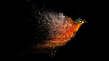 Flying bird. Abstract artistic nature. Dispersion, splatter effect. Black background. Kingfisher.