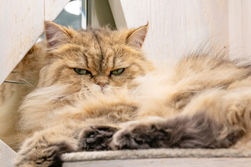 室内猫　飼い猫