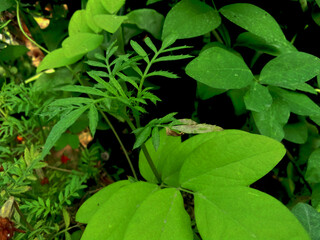 beautiful flowers and plants