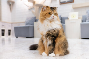 室内猫　飼い猫