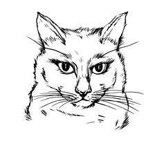 Portrait of a siamese cat. Black and white outline illustration, hand drawn work isolated on white background.