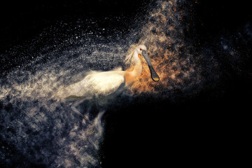 Abstract artistic nature. Dispersion, splatter effect. Black background. Spoonbill.