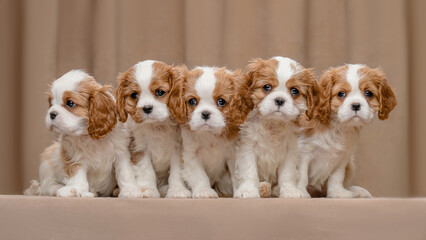 five Cavalier Charles King Spaniel puppies on a beige background