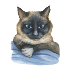 Portrait of a Siamese cat with blue eyes. Hand drawn watercolor painting illustration isolated on white background.