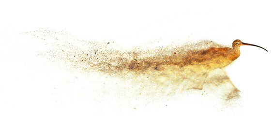 Running bird. Abstract artistic nature. Dispersion, splatter effect. Curlew. White background.