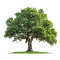 Fototapeta na wymiar Oak tree isolated on white background
