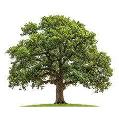 Naklejka premium Oak tree isolated on white background