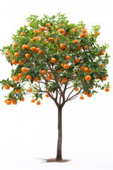 Orange tree with fruits isolated on white background