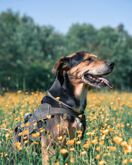 Hund im Blumenfeld