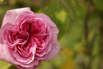 Pink Rose English fragrance rosette-shaped flowers. GERTRUDE JEKYLL(Ausbord) English Climbing Rose Bred By David Austin closeup photo