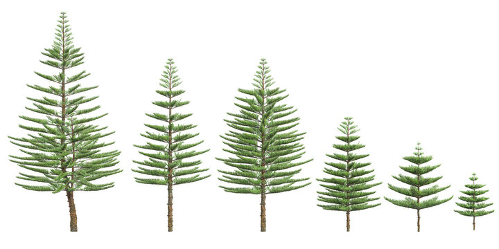 Norfolk Island pine plants isolated on white background