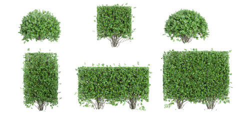set of Garden privet trees on transparent background, 3D rendering - obrazy, fototapety, plakaty