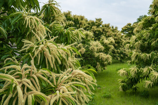 立派な花が満開のクリ（Castanea crenata）の木