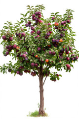 Fototapeta na wymiar Plum tree with fruits isolated on a white background