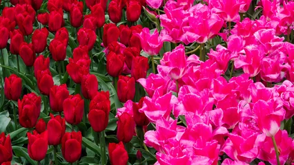 Poster Flower show in the heart of spring tulip park Keukenhof in Amsterdam, Netherlands © Sylvain