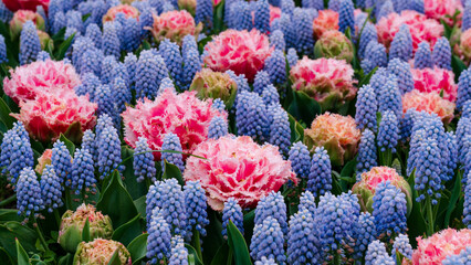 Fototapeta na wymiar Flower show in the heart of spring tulip park Keukenhof in Amsterdam, Netherlands