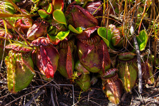 Colorful Albany pitcher plant (Cephalotus follicularis) in natural habitat, Western Australia