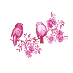 Couple pink robin birds sitting on a blossoming cherry branch. Hand drawn watercolor painting illustration isolated on white background