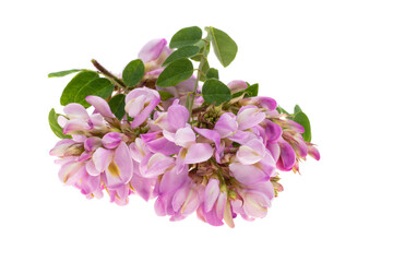 Fototapeta na wymiar lilac acacia isolated