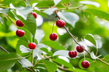 Obraz premium ripe cherries