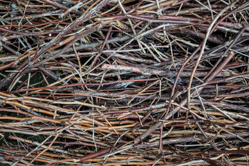 branches background on the ground