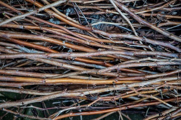 branches background on the ground