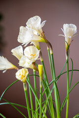 Narcissus bulbocodium Arctic Bells in garden