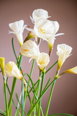Naklejka na ściany i meble Narcissus bulbocodium Arctic Bells in garden