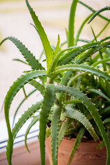 aloe plant in the pot