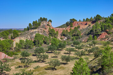 An orchard at the foot of a cliff overgrown with trees
