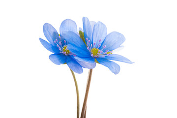 Hepatica Nobilis  isolated