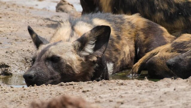 An African Wild Dog Taking a Rest in the Shallows of the Water - Close Up
