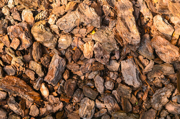 tree bark for a textured background decor. close-up