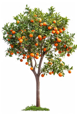 Fototapeta na wymiar Tangerine tree with fruits isolated on white background