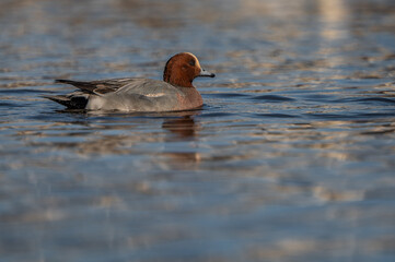 the eurasian wigeon male floating on the Vltava river
