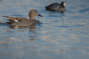 the gadwall male floating on the Vltava river
