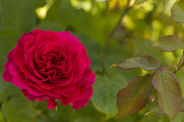 Deep pink Rose English fragrance
GABRIEL OAK (Auscrowd) English Shrub Rose Bred By David Austin. 