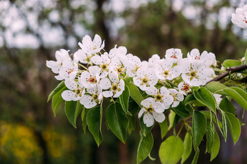 White flowers of blossoming pear tree. Close-up. Springtime. April and May. Garden plant. Beauty of nature. Garden details. 4K video footage. Healthy fruit branch. Cloudy weather. Blurred background