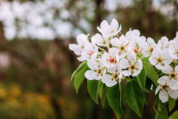 White flowers of blossoming pear tree. Close-up. Springtime. April and May. Garden plant. Beauty of nature. Garden details. 4K video footage. Healthy fruit branch. Cloudy weather. Blurred background