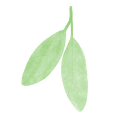 leaves