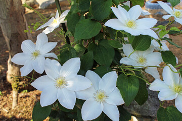白いクレマチス