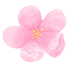 Naklejka na ściany i meble Sakura Flowers 