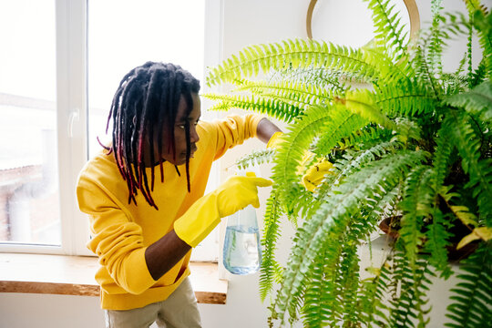 Man with dreadlocks wearing gloves and watering plants at home