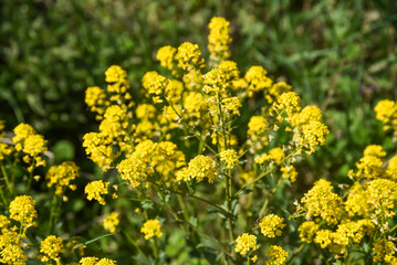 Rapeseed flowers growing in the garden in summer.