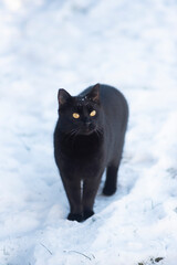 Black cat walking on the snow in winter.