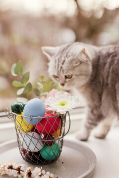 Cat near flowers decorated on Easter eggs in basket