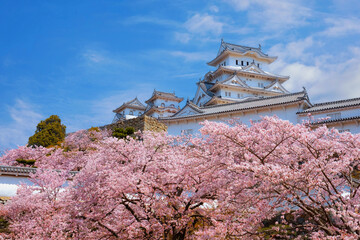 Naklejka premium Scenic full bloom cherry blossom at Himeji castle in Hyogo, Japan