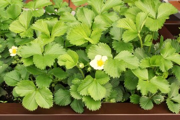 Fragrant strawberry leaves and flowers blooming in garden. Cultivation growing of organic fruit and berry. Home gardening. Agricultural hobby. Small balcony vertical garden. Raw food, vegan diet