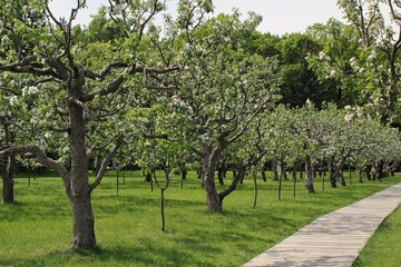 Fototapeta premium Close up of apple trees. Plantations in bloom in spring time. Apple flowers in spring. Apple tree branch in garden. Springtime concept. Spring flowering of fruit trees. Delicate white flowers