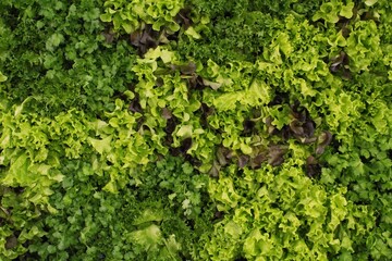 Close up of fresh organic hydroponic vegetable plantation produce cultivate farm in greenhouse....